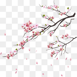 Pink Cherry Blossoms, Branches, Flowers And Trees, Plant Png And Vector - Cherry Blossom, Transparent background PNG HD thumbnail