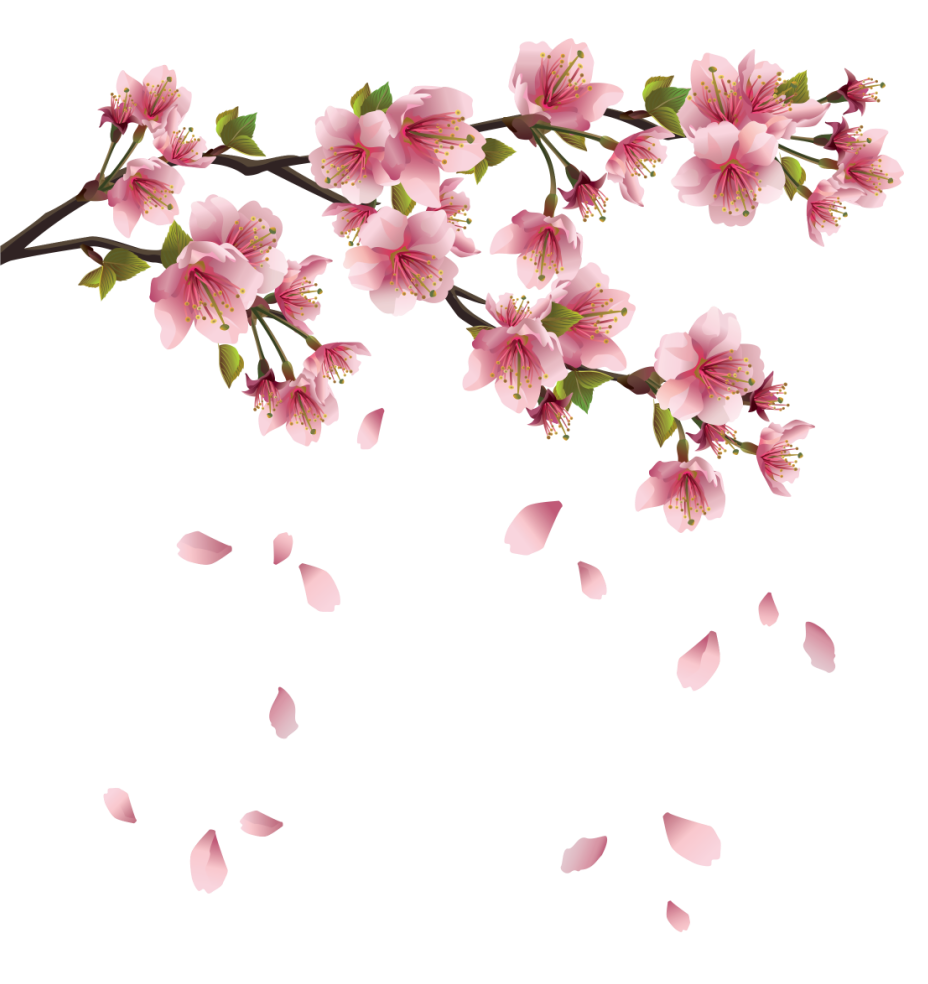 Vector de flor de cerejeira.,
