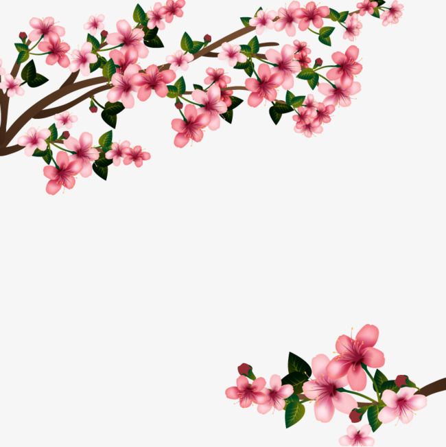 Vector De Flor De Cerejeira., Hd, Gráfico De Vetor, Japanese Cherry Blossom Png E Vector | A | Pinterest | Cherry Blossoms And Cherries - Cherry Blossom, Transparent background PNG HD thumbnail