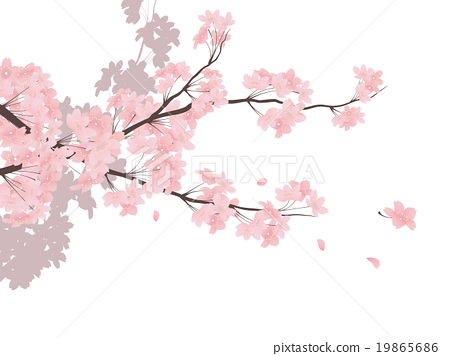 Cherry Blossom, Cherry Tree, Sakura 19865686 - Cherry Blossom Tree, Transparent background PNG HD thumbnail