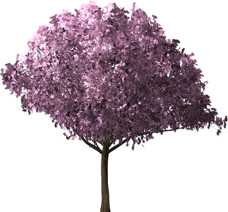 Cherry Blossom Tree Cherry Blossom Tree Scrapbook - Cherry Blossom Tree, Transparent background PNG HD thumbnail