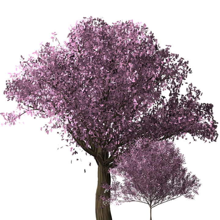 Cherry Blossom Tree Cherry Blossom Trees Scrapbook - Cherry Blossom Tree, Transparent background PNG HD thumbnail