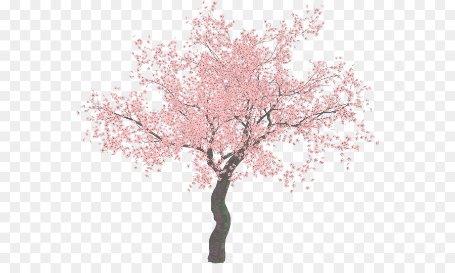 Cherry Blossom Tree Clip Art   Sakura Tree - Cherry Blossom Tree, Transparent background PNG HD thumbnail