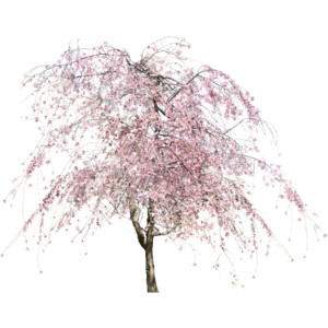 Cherry Blossom Tree Real Png   Google Search - Cherry Blossom Tree, Transparent background PNG HD thumbnail