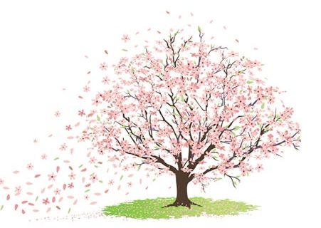 Cherry Blossom Tree Sketch   | Tattoo Ideas | Pinterest | Tree Sketches, Blossom Trees And Sketches - Cherry Blossom Tree, Transparent background PNG HD thumbnail