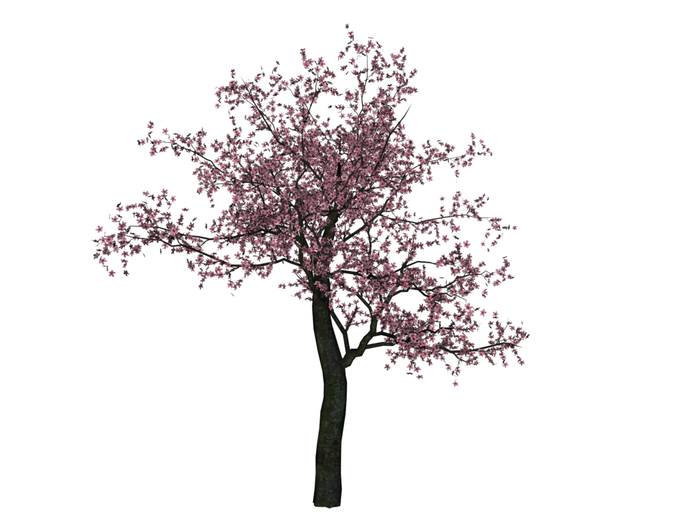 Cherry Tree Png Image - Cherry Blossom Tree, Transparent background PNG HD thumbnail