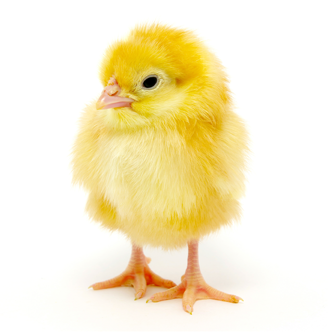 Chick Png Hdpng.com 652 - Chick, Transparent background PNG HD thumbnail