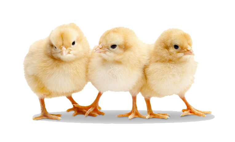 Baby Chicken Transparent Png - Chick, Transparent background PNG HD thumbnail