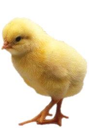 Chick.png Hdpng.com  - Chick, Transparent background PNG HD thumbnail