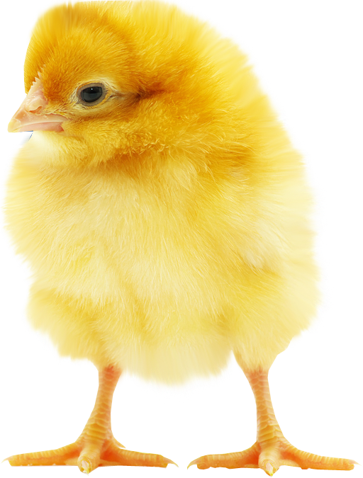 Fluffy Chick Transparent Background - Chick, Transparent background PNG HD thumbnail