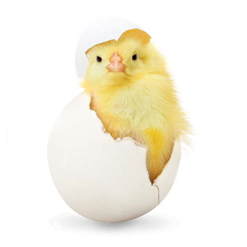 Myth 3: If You Pick A Baby Chick From The Ground, Your Scent Will Cause Its Parents To Reject It When You Attempt To Return It To Its Nest. - Chick, Transparent background PNG HD thumbnail