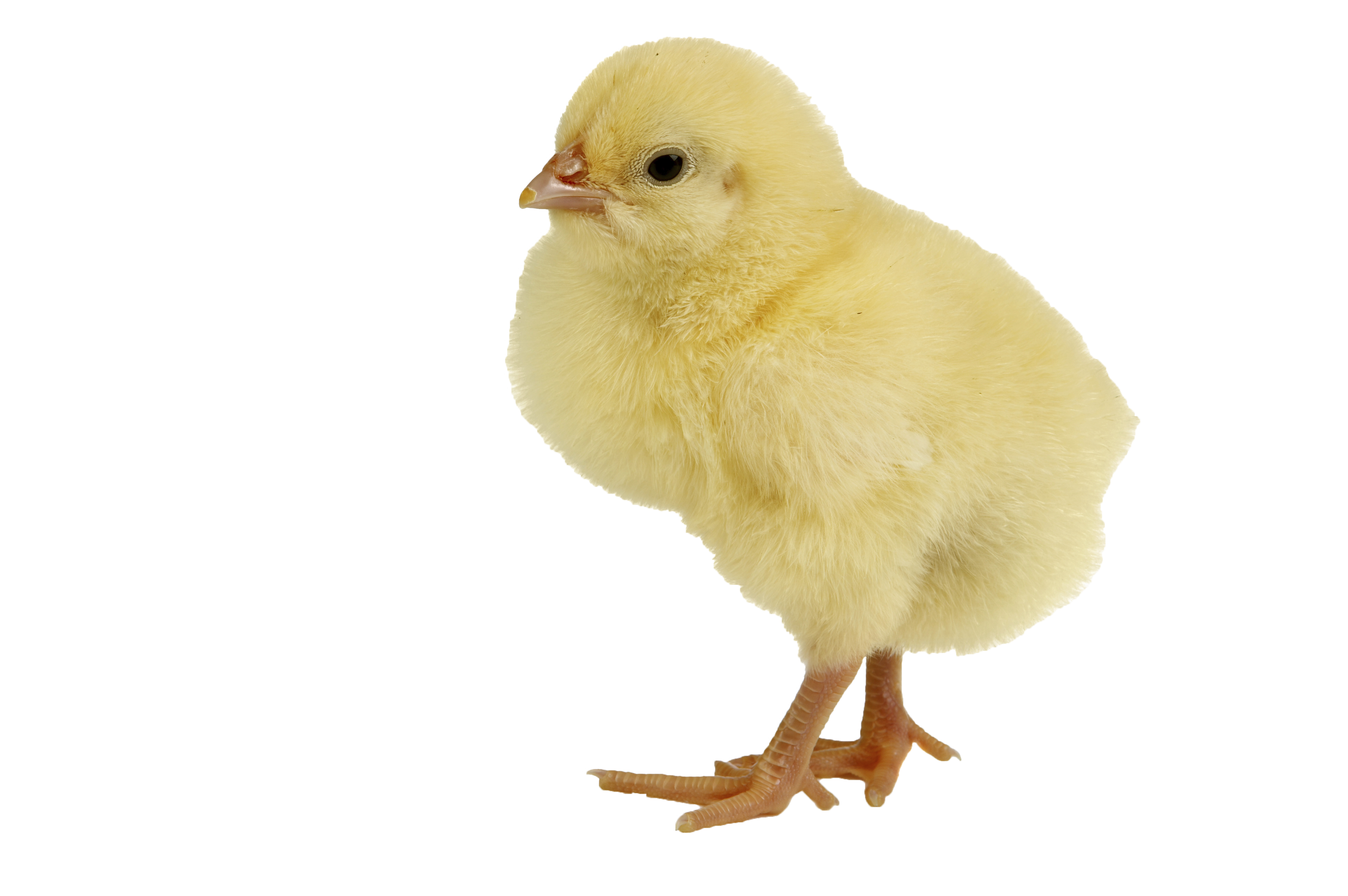 Single Baby Chicken Png Image #40305 - Chick, Transparent background PNG HD thumbnail