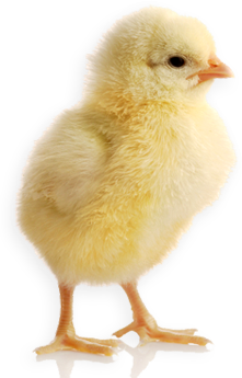 Splash Chick - Chick, Transparent background PNG HD thumbnail