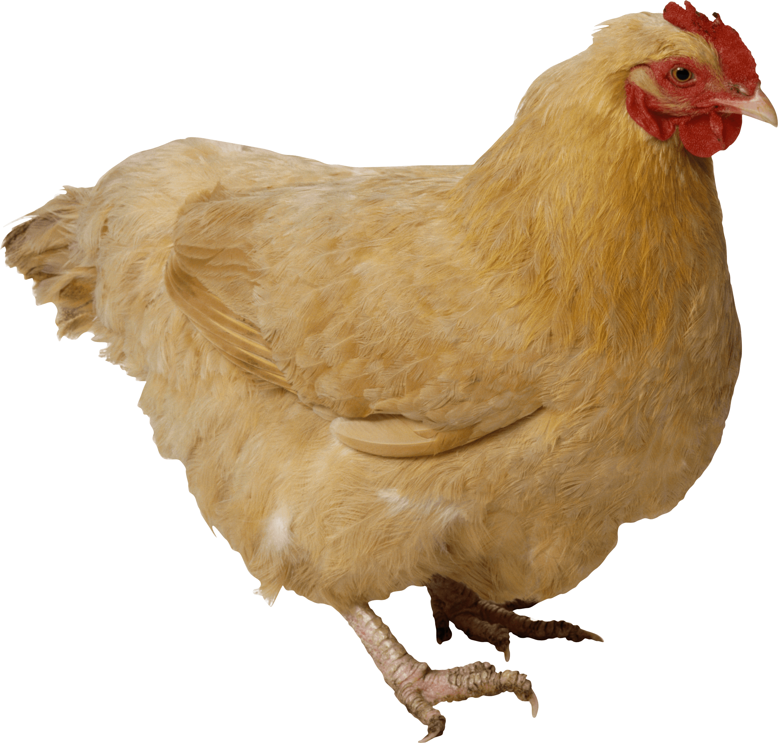 PNG File Name: Baby Chicken P