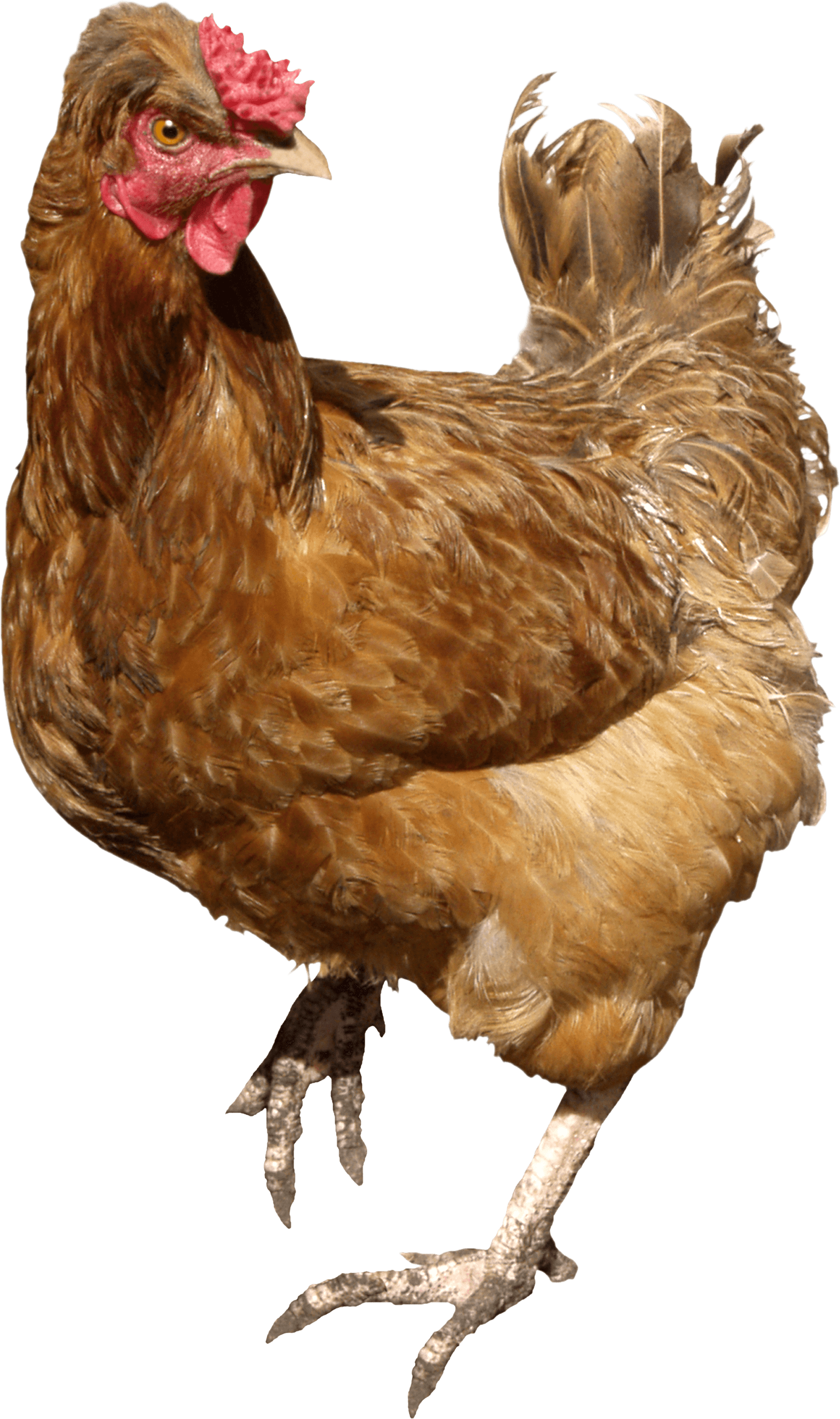 Chicken Brown Walking - Chicken, Transparent background PNG HD thumbnail