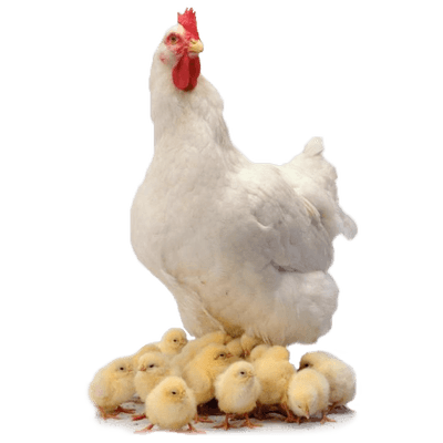 Chicken Family - Chicken, Transparent background PNG HD thumbnail