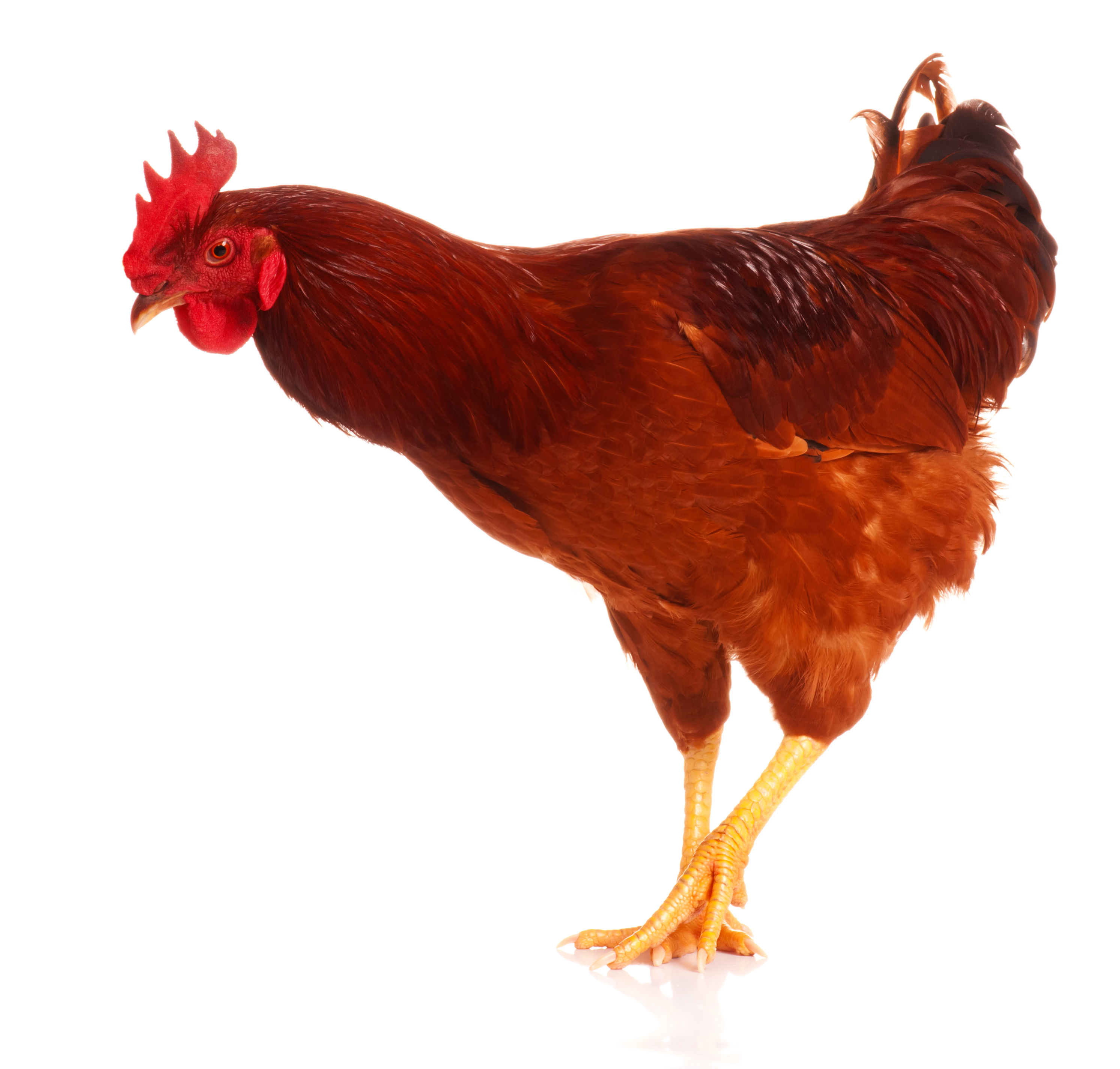 Chicken PNG Transparent image
