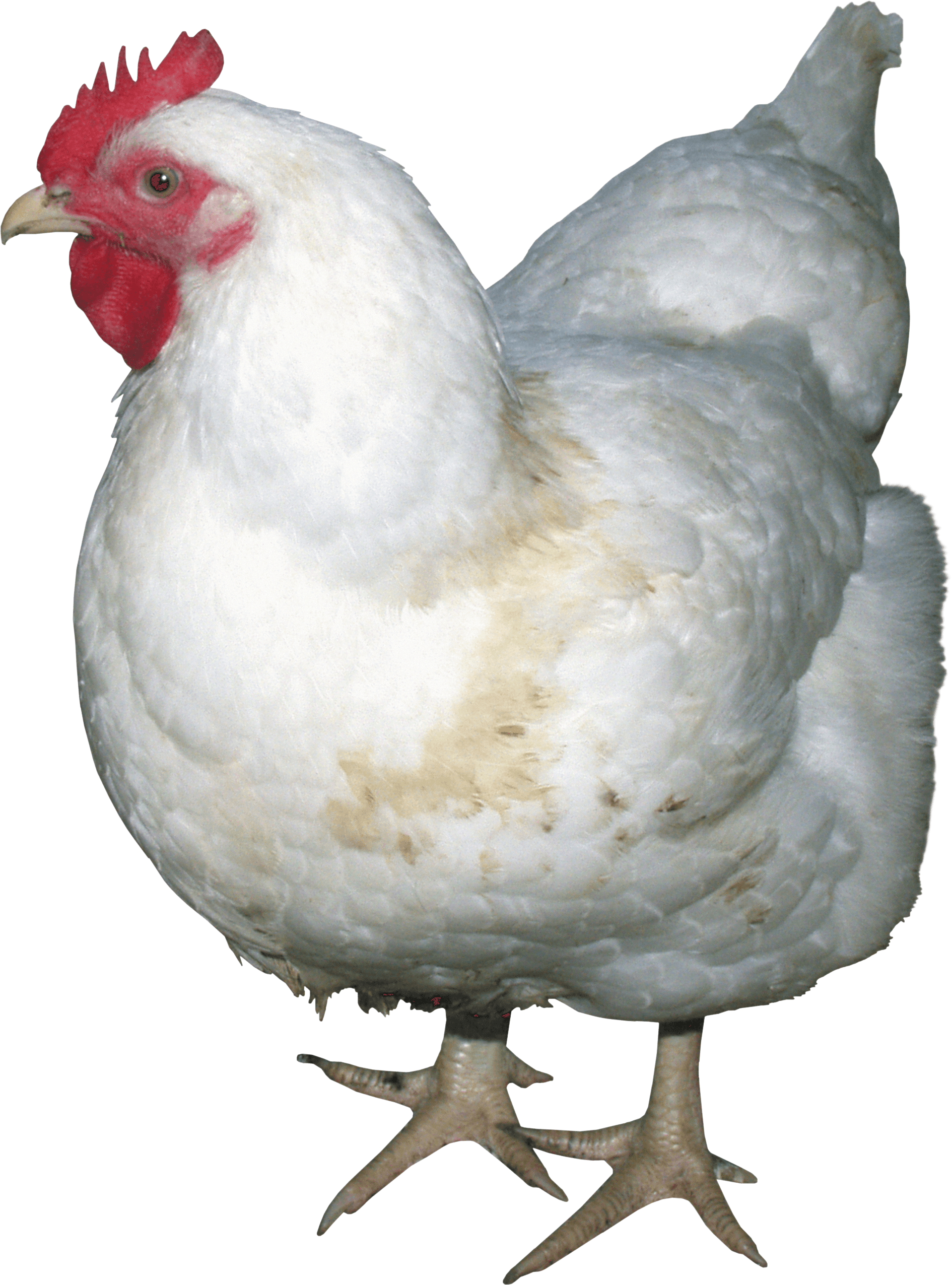 Chicken Png Transparent Image   Chicken Png - Chicken, Transparent background PNG HD thumbnail