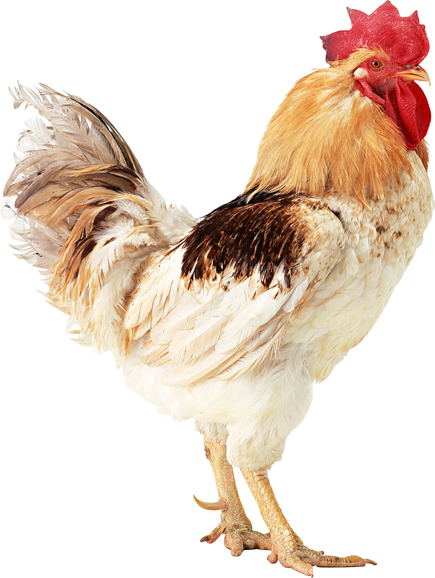Cock · Cow Png Image - Chicken, Transparent background PNG HD thumbnail