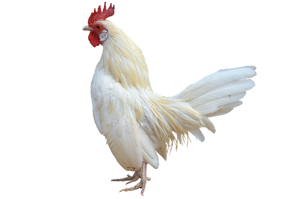 Png, White Cock, Gallo, Ave, Domestic Fowl, Bird Farm - Chicken, Transparent background PNG HD thumbnail