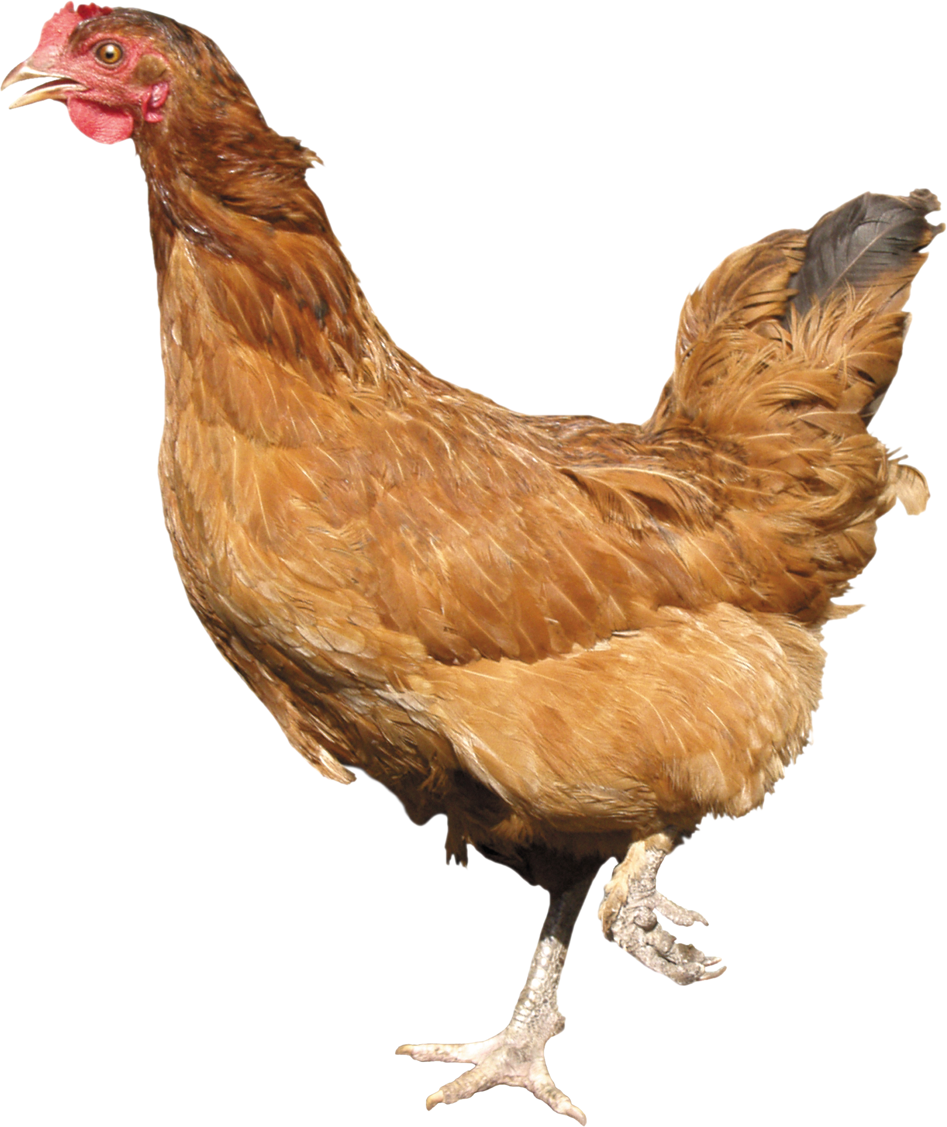 Chicken Png Image PNG Image