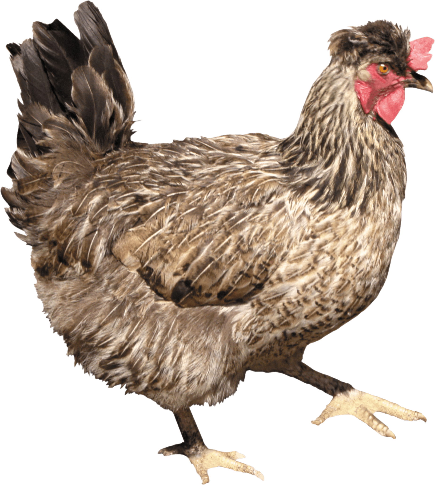 White Chicken Png image #4028