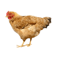 White Chicken Png Image PNG I