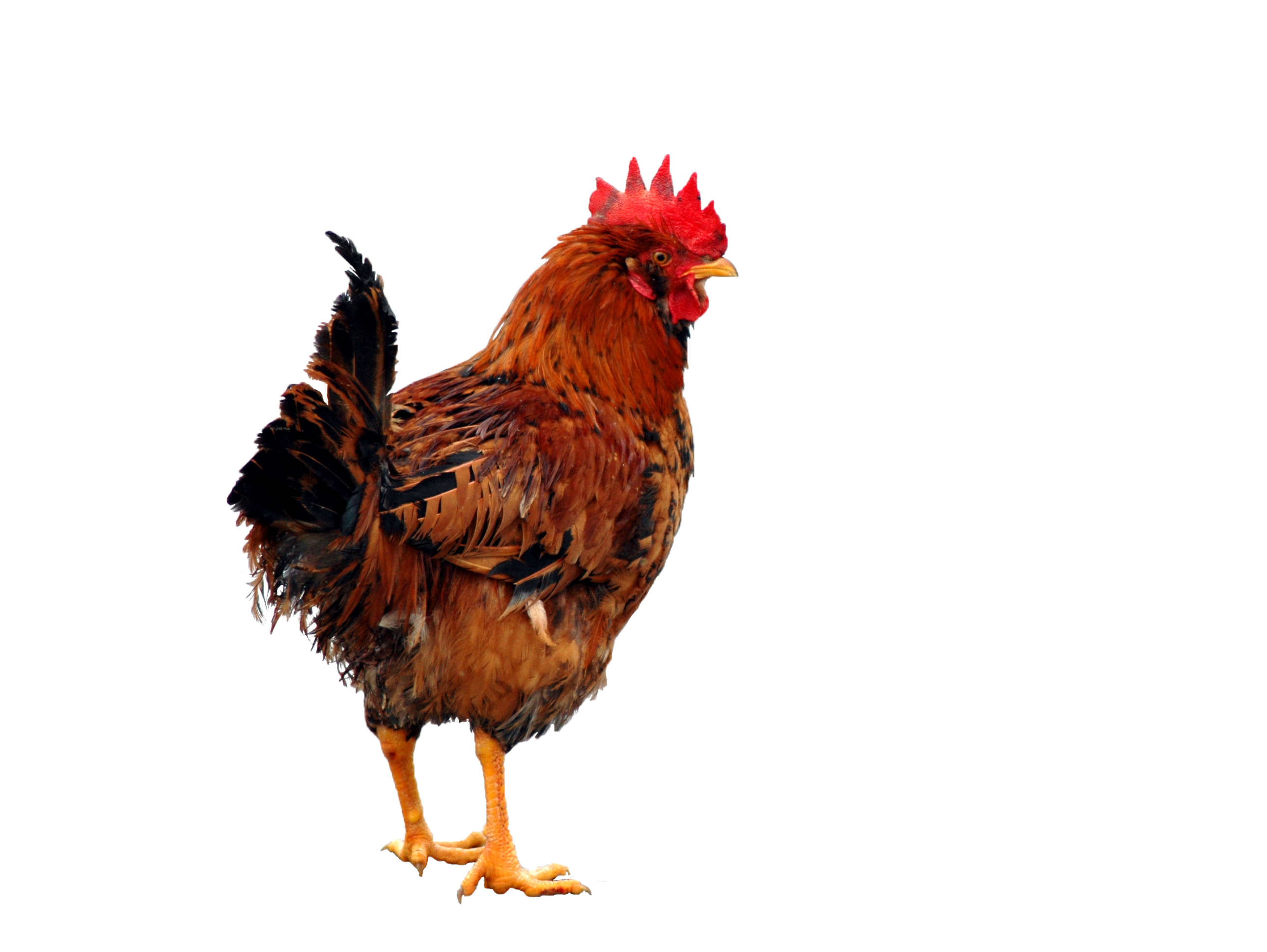 Chicken Png Clipart - Chicken, Transparent background PNG HD thumbnail