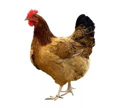 Chicken Png Image. Курица: 22 Тыс Изображений Найдено В Яндекс.картинках - Chicken, Transparent background PNG HD thumbnail