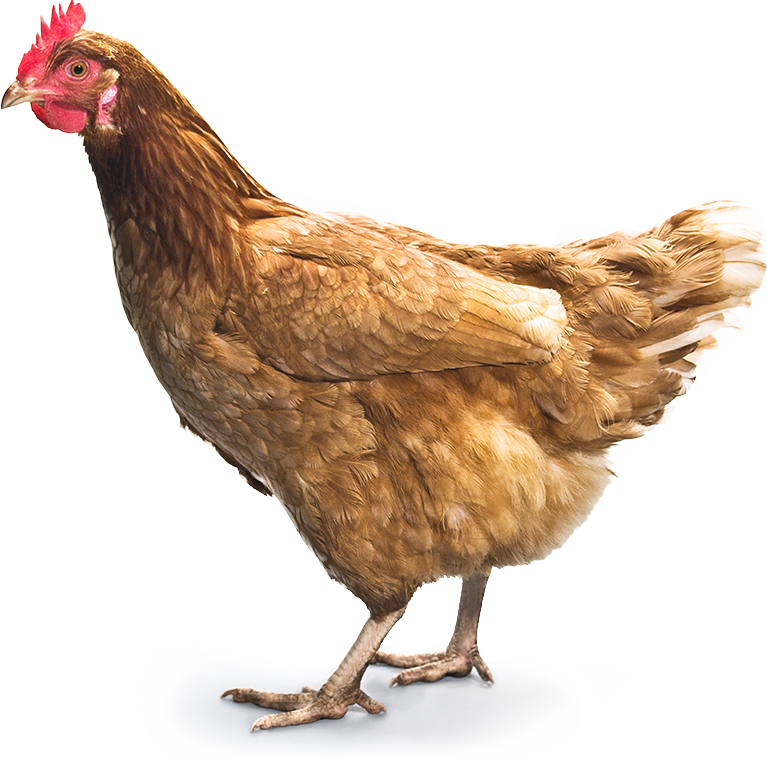 Chicken Png Image - Chicken, Transparent background PNG HD thumbnail