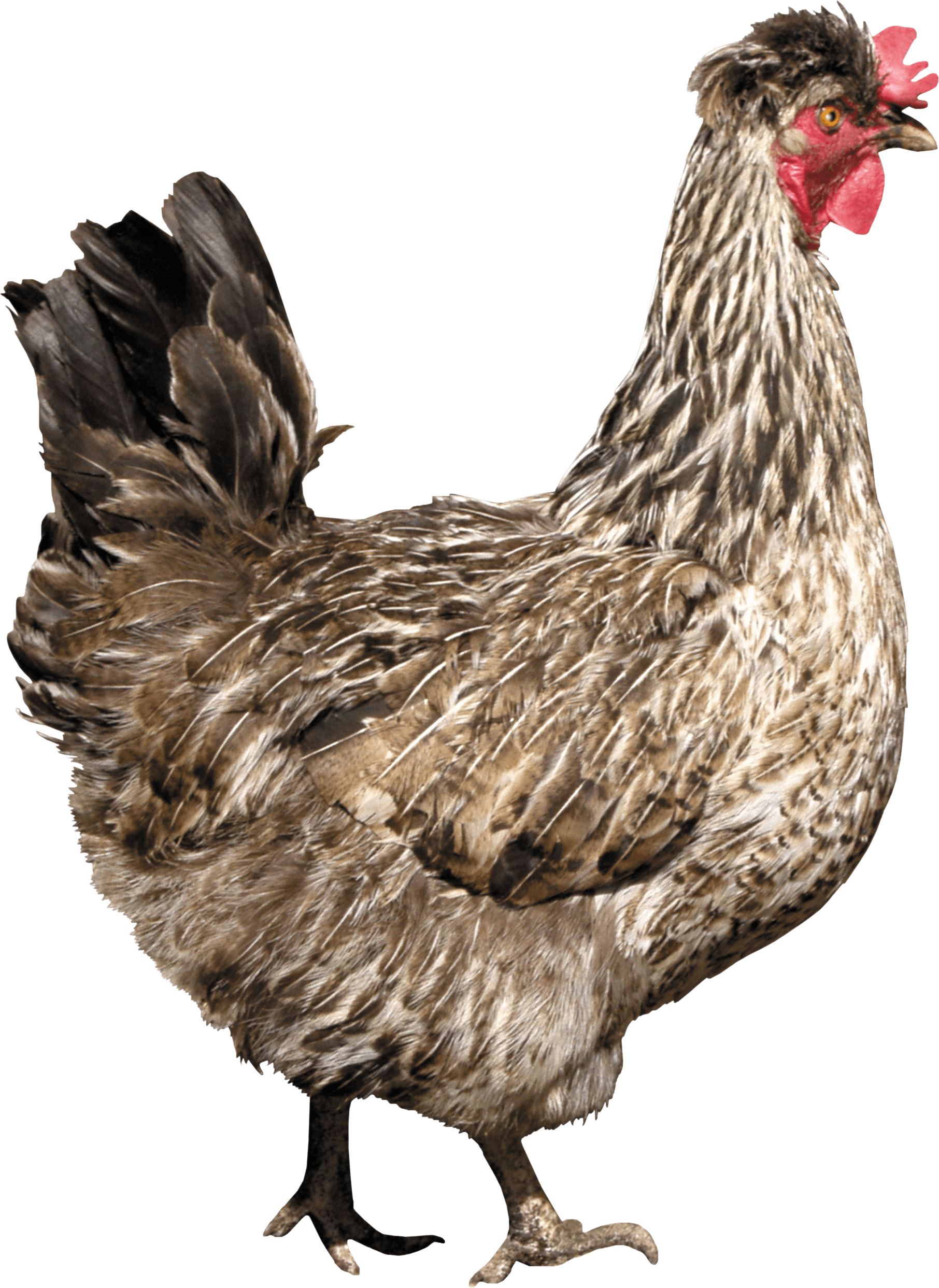 Chicken Png Image Png Image - Chicken, Transparent background PNG HD thumbnail