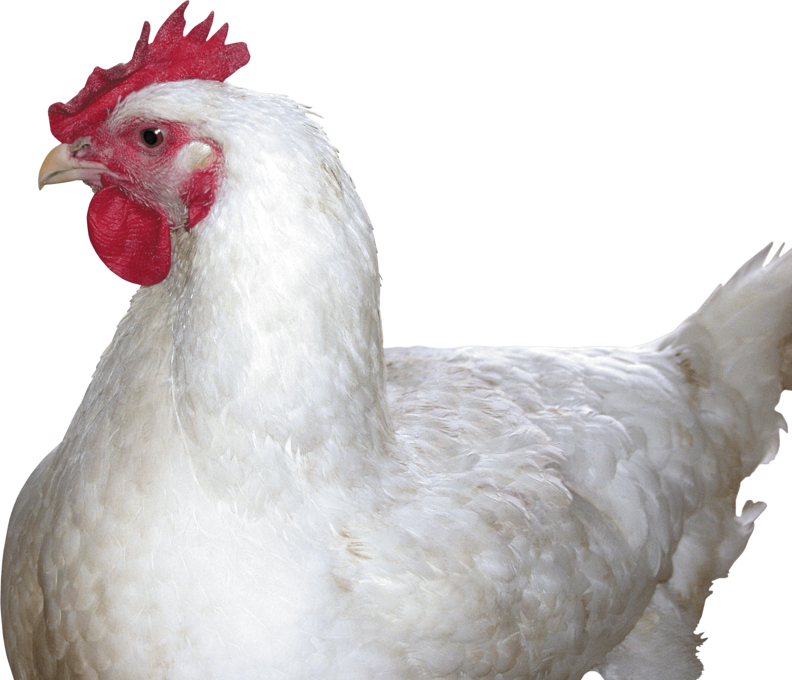 Chicken Png Image Png Image - Chicken, Transparent background PNG HD thumbnail