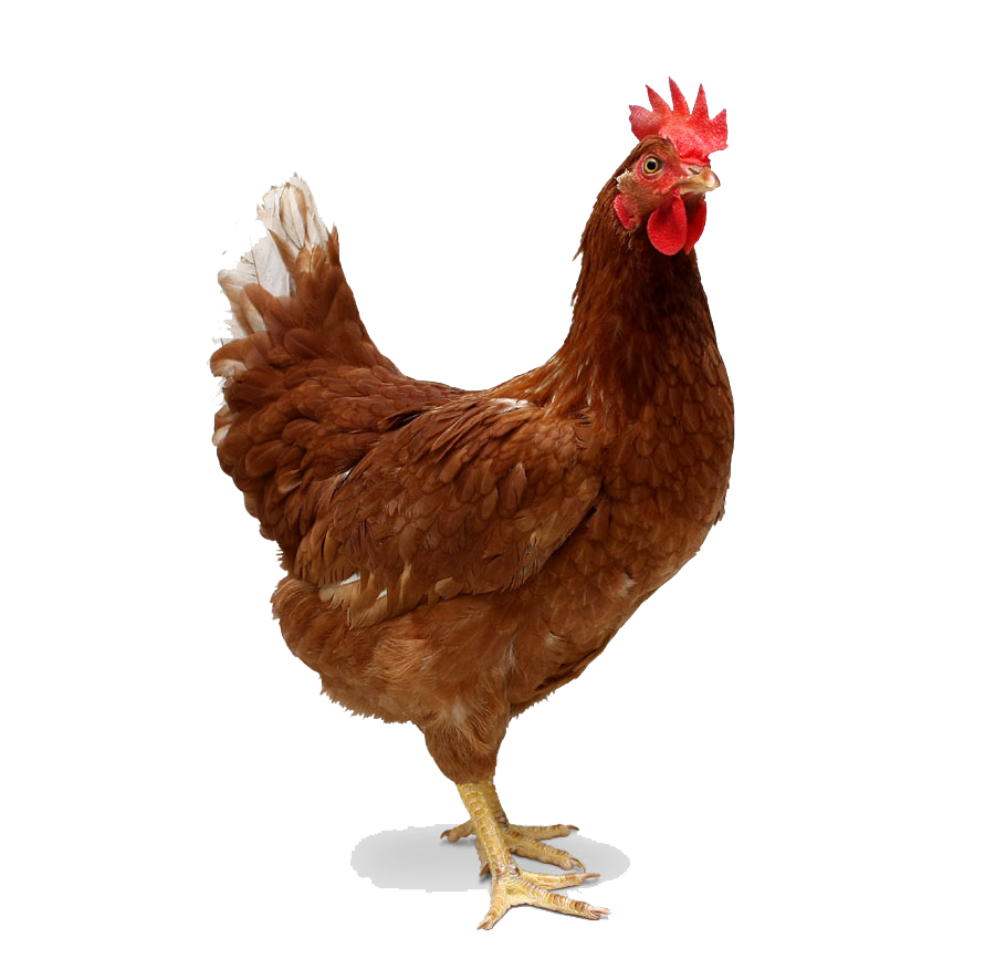 Chicken Transparent Png - Chicken, Transparent background PNG HD thumbnail