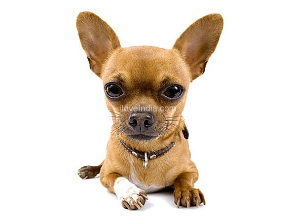 6 Different Types Of Chihuahuas Dog Mixes Breeds With Pictures - Chihuahua, Transparent background PNG HD thumbnail