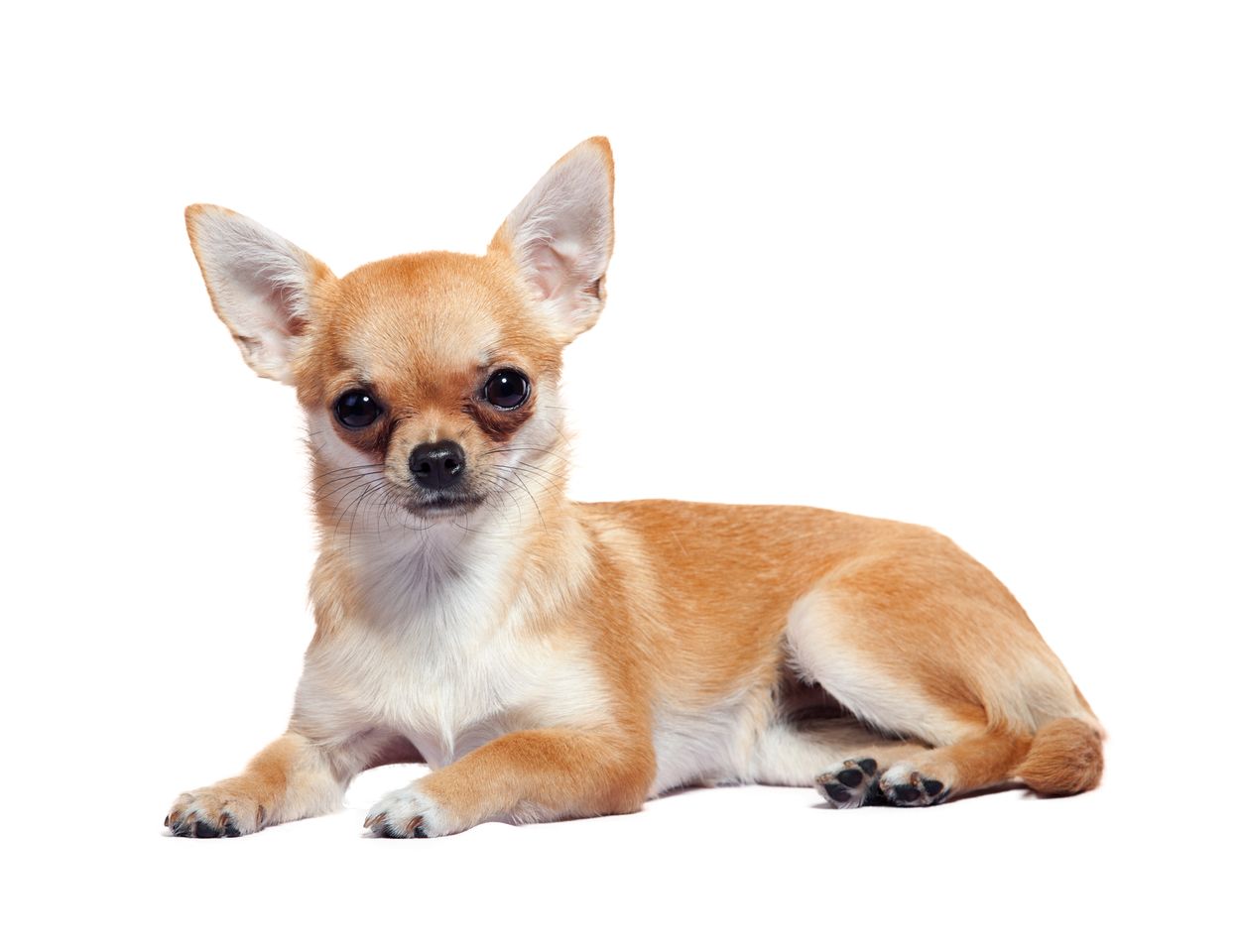 Chihuahua Breeds 7 Background Wallpaper, Chihuahua PNG HD - Free PNG