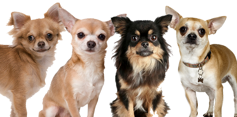 Three adorable Chihuahua, Whi