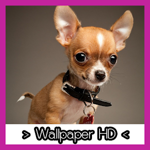 Cute Chihuahua Wallpapers HD