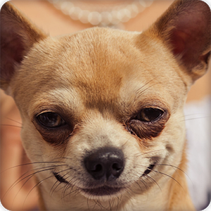 Cute Chihuahua Wallpapers Hd - Chihuahua, Transparent background PNG HD thumbnail