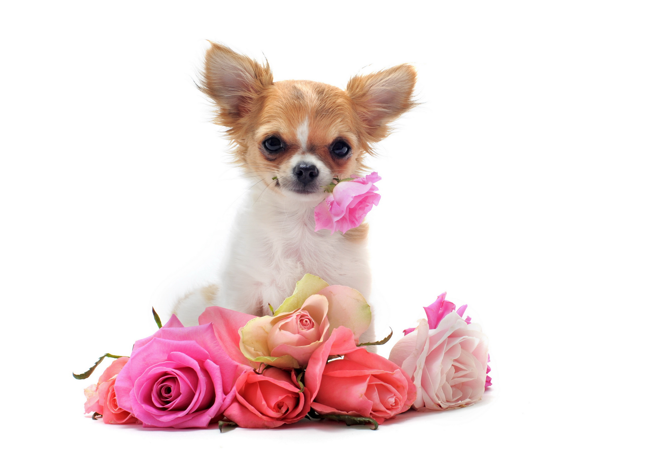 Chihuahua Breeds 7 Background