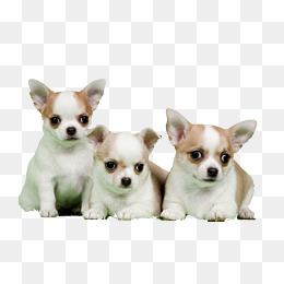 . PlusPng.com Fresh Chihuahua