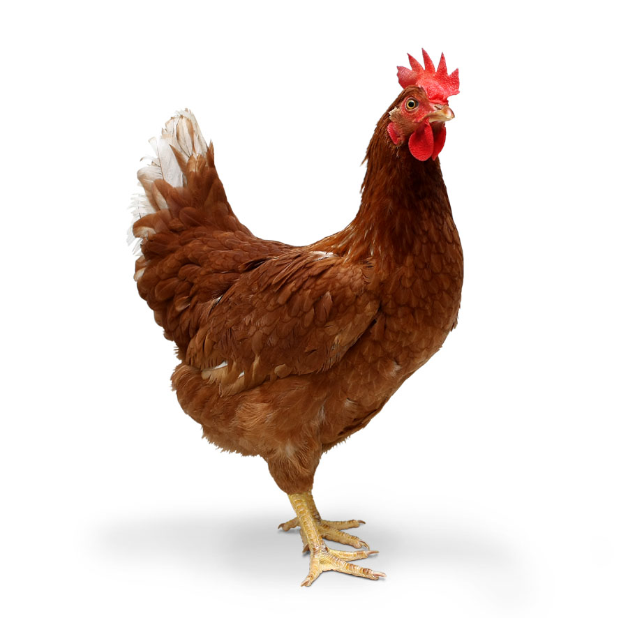 Chicken 24 - Chiken, Transparent background PNG HD thumbnail