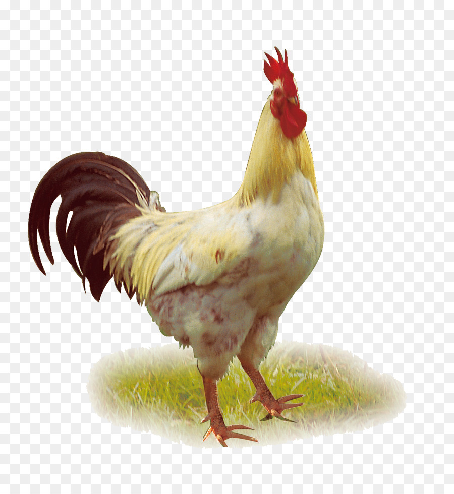 Chicken Duck Poultry Rooster   Chicken Larger Hd - Chiken, Transparent background PNG HD thumbnail