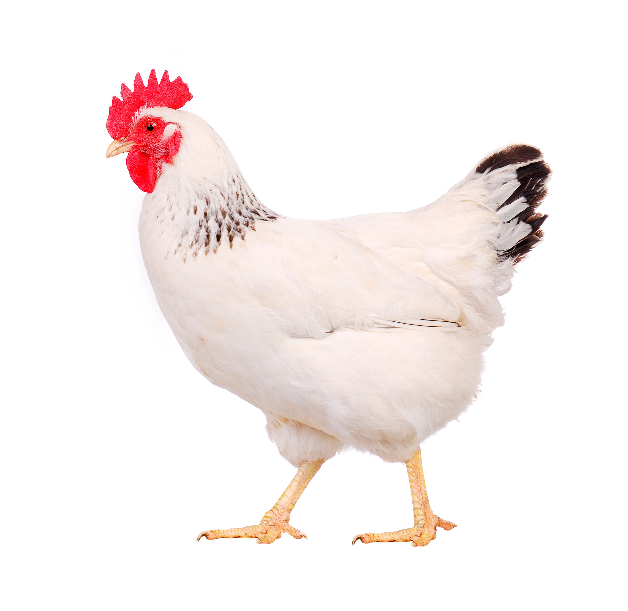 Chicken PNG image - Chicken P