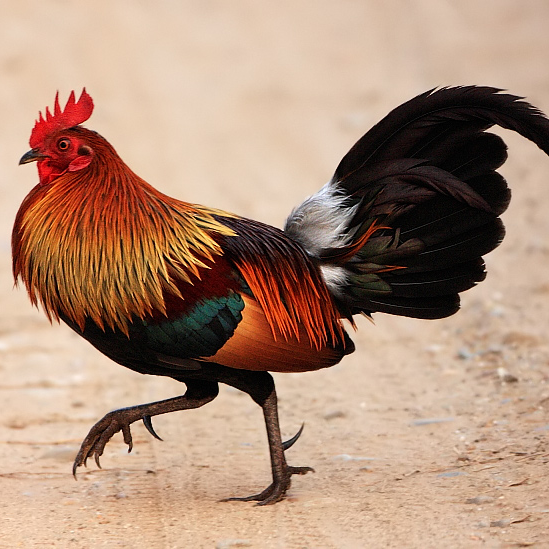 On The Left, A Red Jungle Fowl, Gallus Gallus, And On The Right, A Domesticated Broiler Chicken, Gallus Gallus Domesticus. - Chiken, Transparent background PNG HD thumbnail