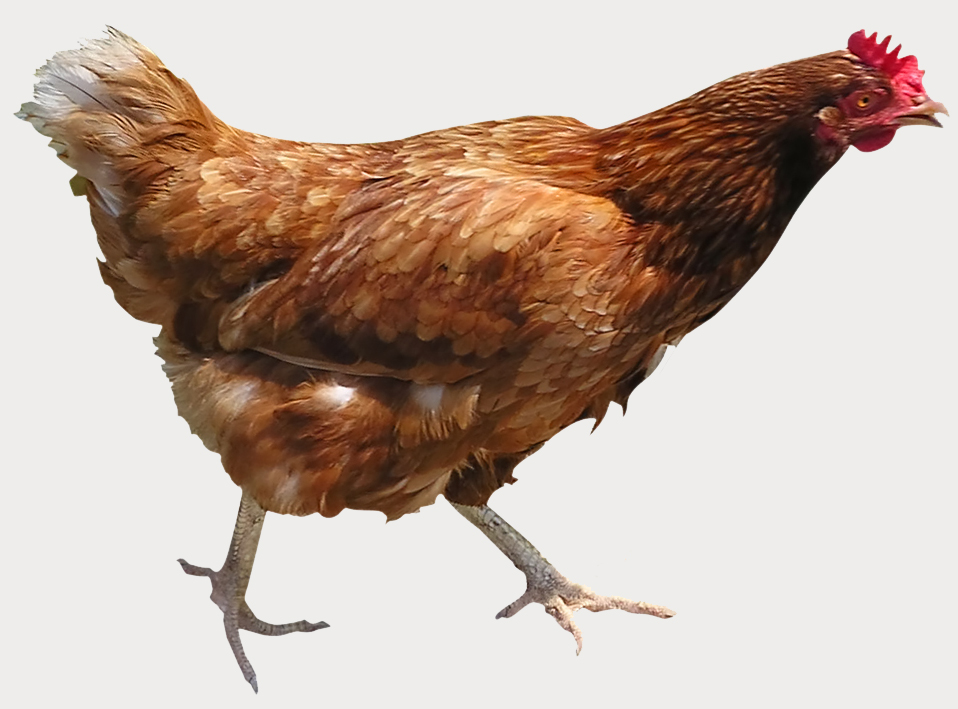 Picture - Chiken, Transparent background PNG HD thumbnail