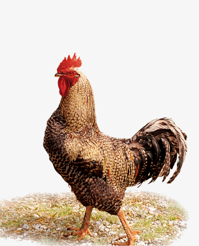 Poultry Rooster, Chicken Hd Photo, Chicken, Poultry Png And Psd - Chiken, Transparent background PNG HD thumbnail