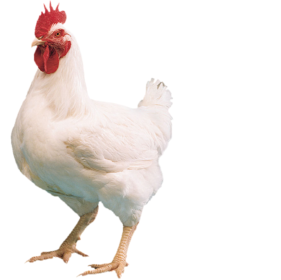 Specialists In Farm Amp Animal Farm Chicken Png - Chiken, Transparent background PNG HD thumbnail