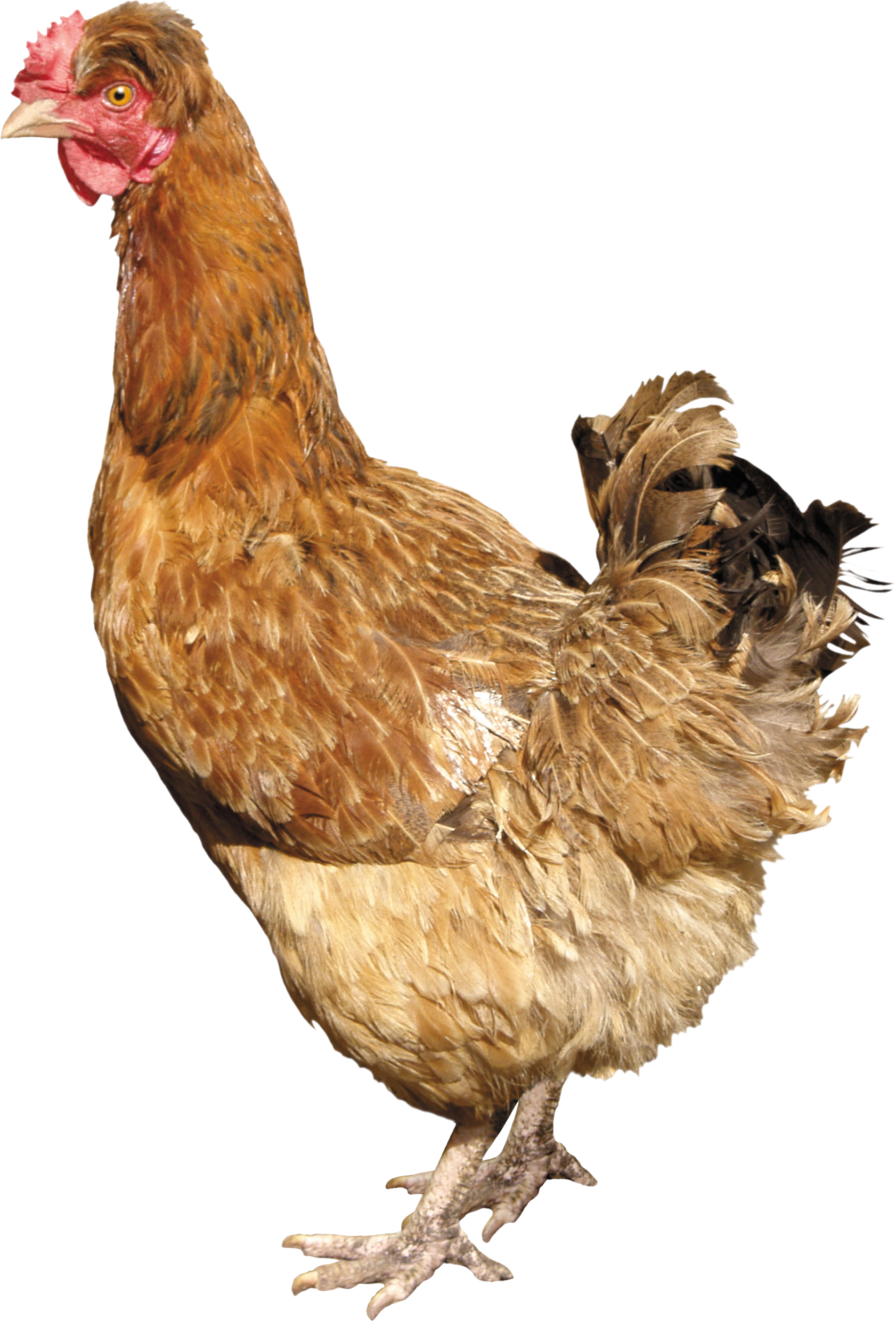 This High Quality Free Png Image Without Any Background Is About Chicken, Hen, Partridge - Chiken, Transparent background PNG HD thumbnail