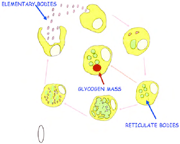 Life Cycle Of Chlamydia. - Chlamydia, Transparent background PNG HD thumbnail