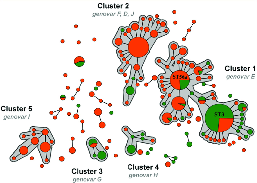 Minimum Spanning Tree Showing The Cluster Distribution Of 107 Tunisian Chlamydia Trachomatis Samples (Green) - Chlamydia, Transparent background PNG HD thumbnail